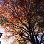 Branch pruning in Autumn