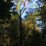 Branch removal after storm damage