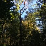 Branch removal after storm damage