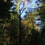 Branch removal after storm damage