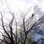 Canopy reduction on tree with multiple failures