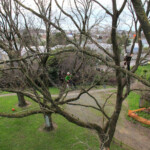 Deadwooding: Removing hazardous branches