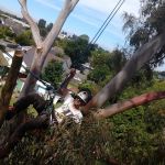 All smiles, in spite of difficult deadwooding