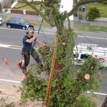 Residential tree removal