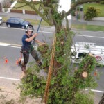 Residential tree removal