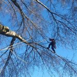 Very specialised pruning services