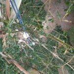 Tree removal