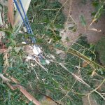 Tree removal