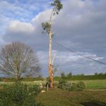 Tree removal in Christchurch