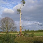 Tree removal in Christchurch