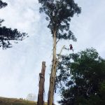 Tree removal