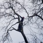World heritage pear tree in Riccarton