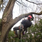 World heritage pear tree in Riccarton
